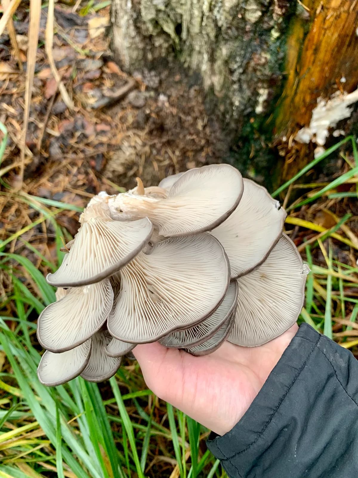 Hlíva ústřičná (Pleurotus ostreatus)