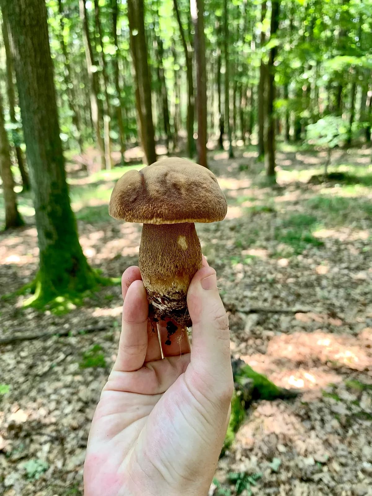 Hřib dubový (Boletus reticulatus)