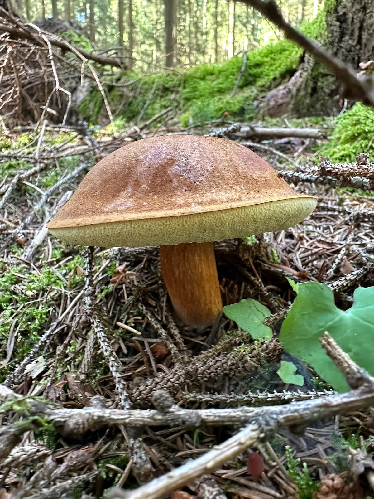 Hřib hnědý (Imleria badia)