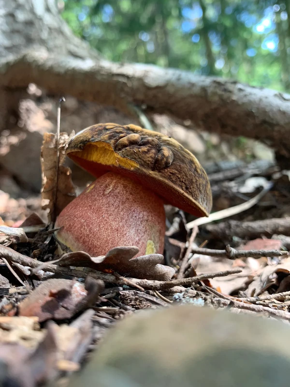 Hřib kovář (Neoboletus luridiformis)