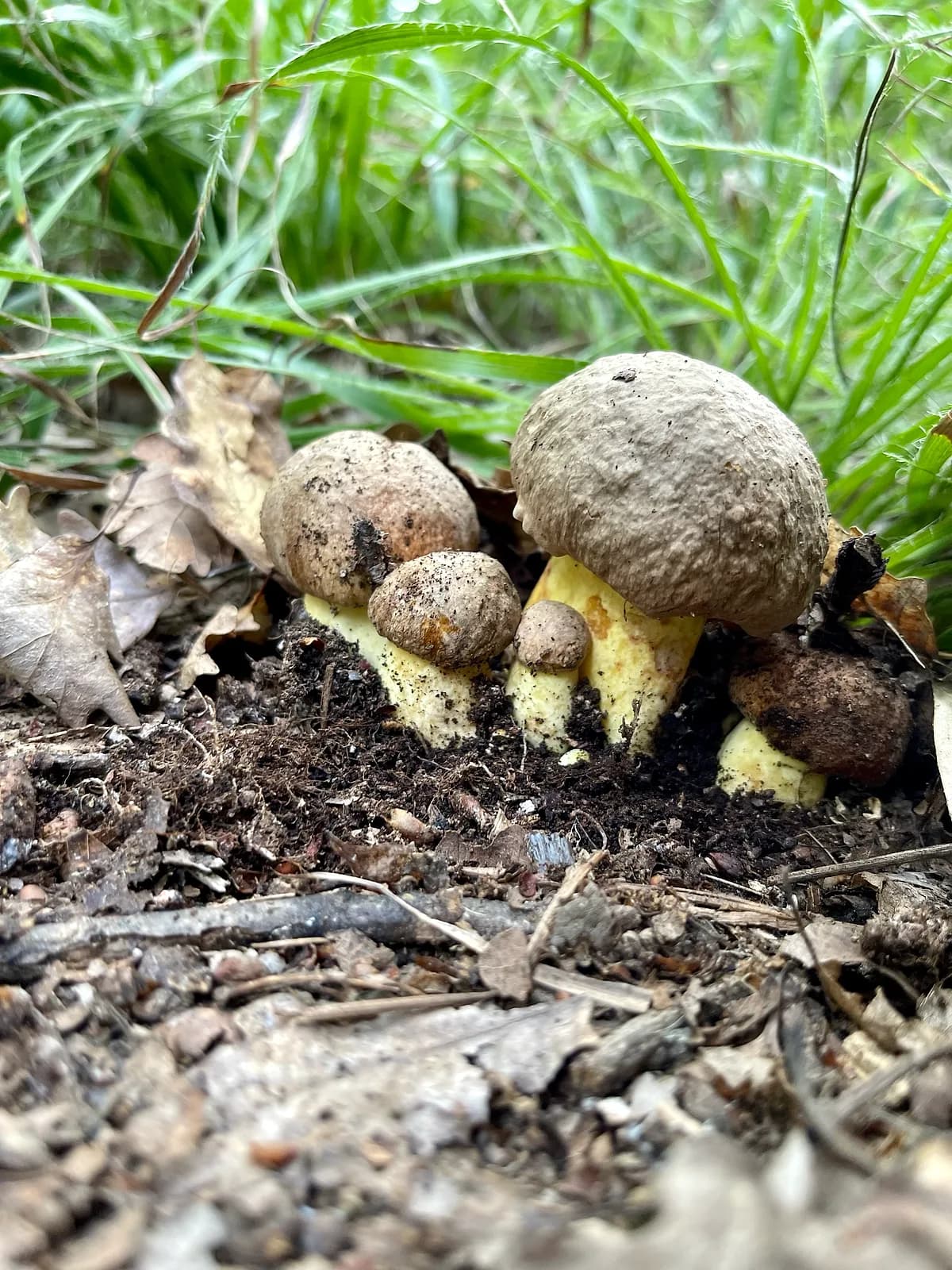 Hřib přívěskatý (Butyriboletus appendiculatus)