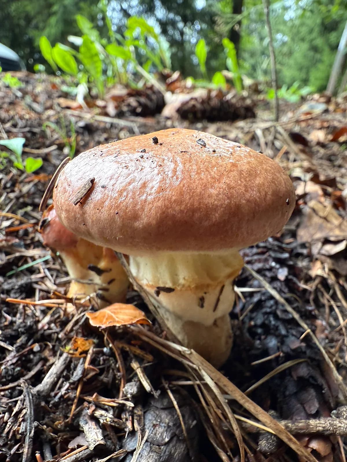 Klouzek obecný (Suillus luteus)