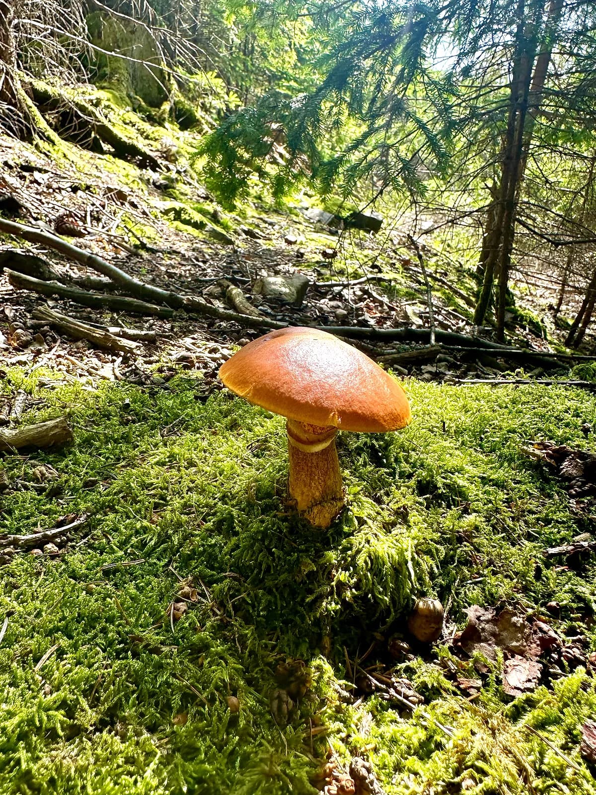 Klouzek sličný (Suillus grevillei)