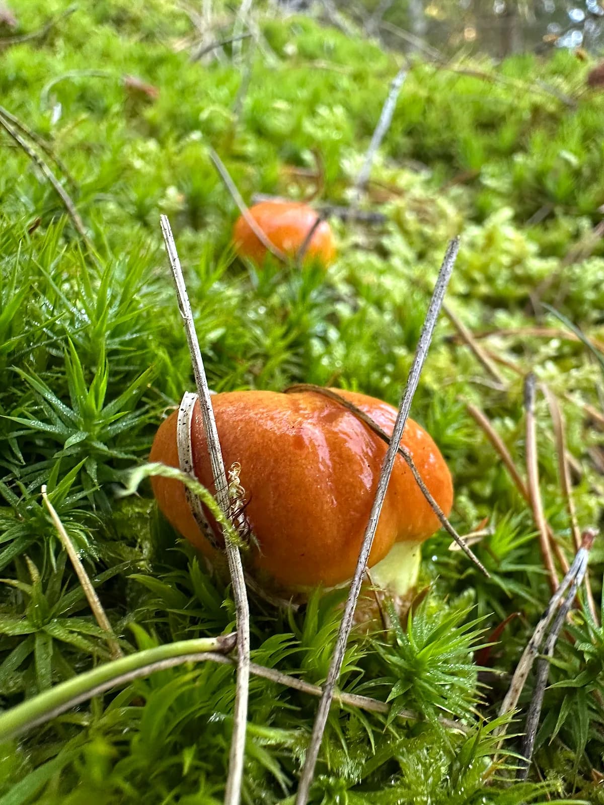 Klouzek sličný — charakteristický detail