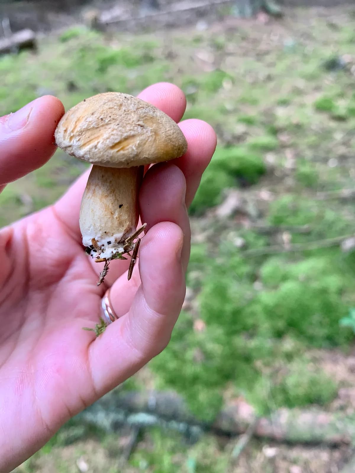 Klouzek strakoš (Suillus variegatus)