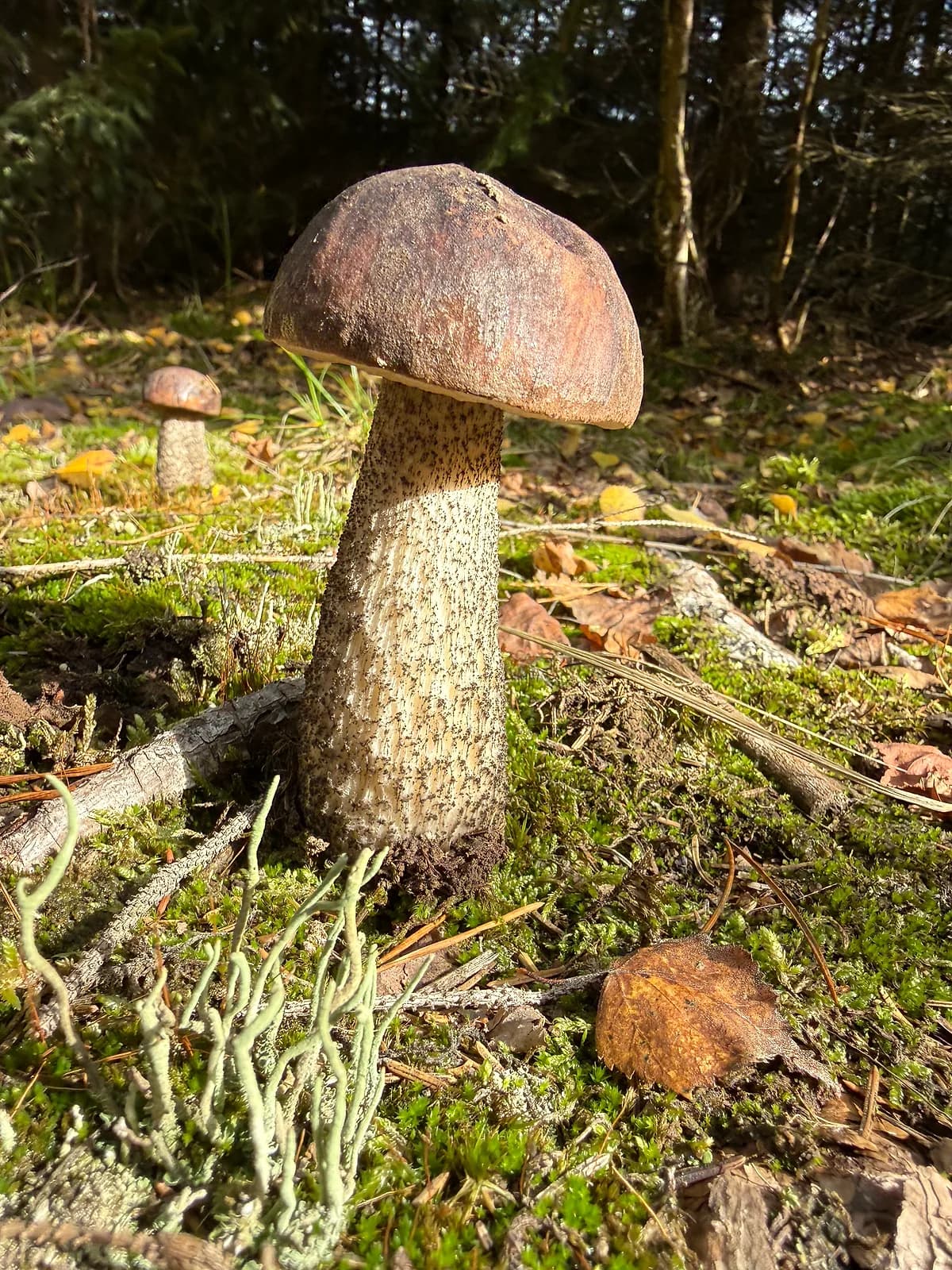 Kozák březový (Leccinum scabrum)