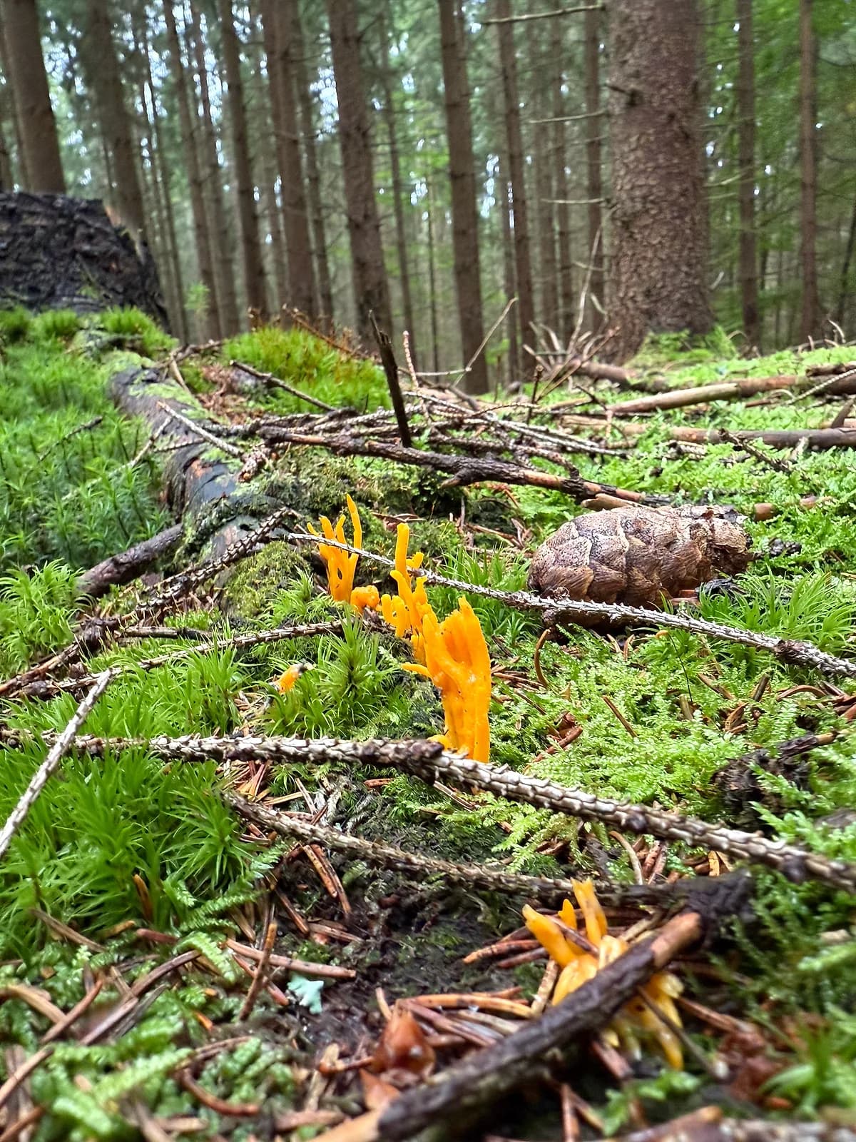 Krásnorůžek lepkavý — charakteristický detail