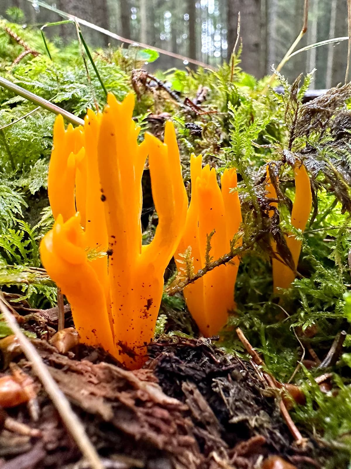 Krásnorůžek lepkavý (Calocera viscosa)
