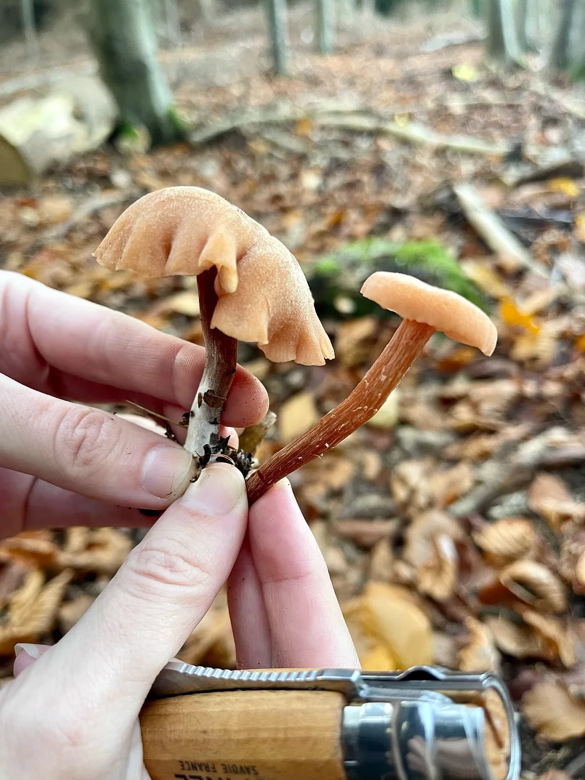Lakovka obecná (Laccaria laccata)