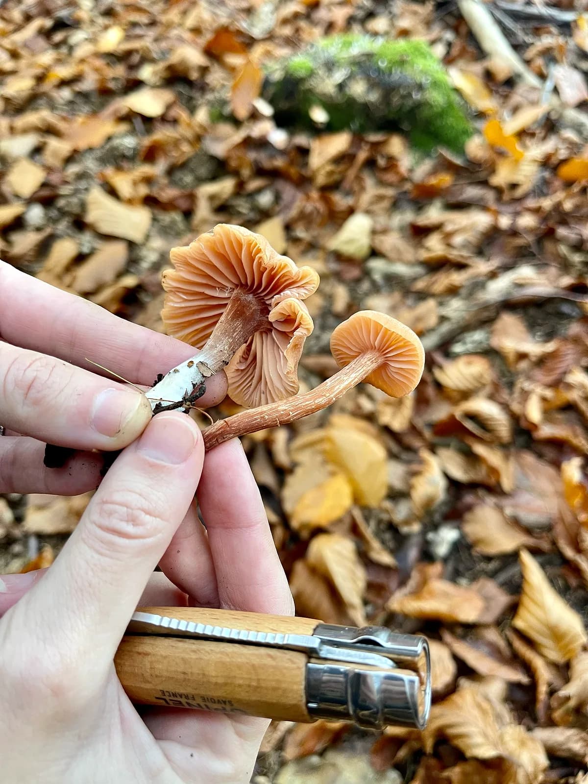 Lakovka obecná — charakteristický detail