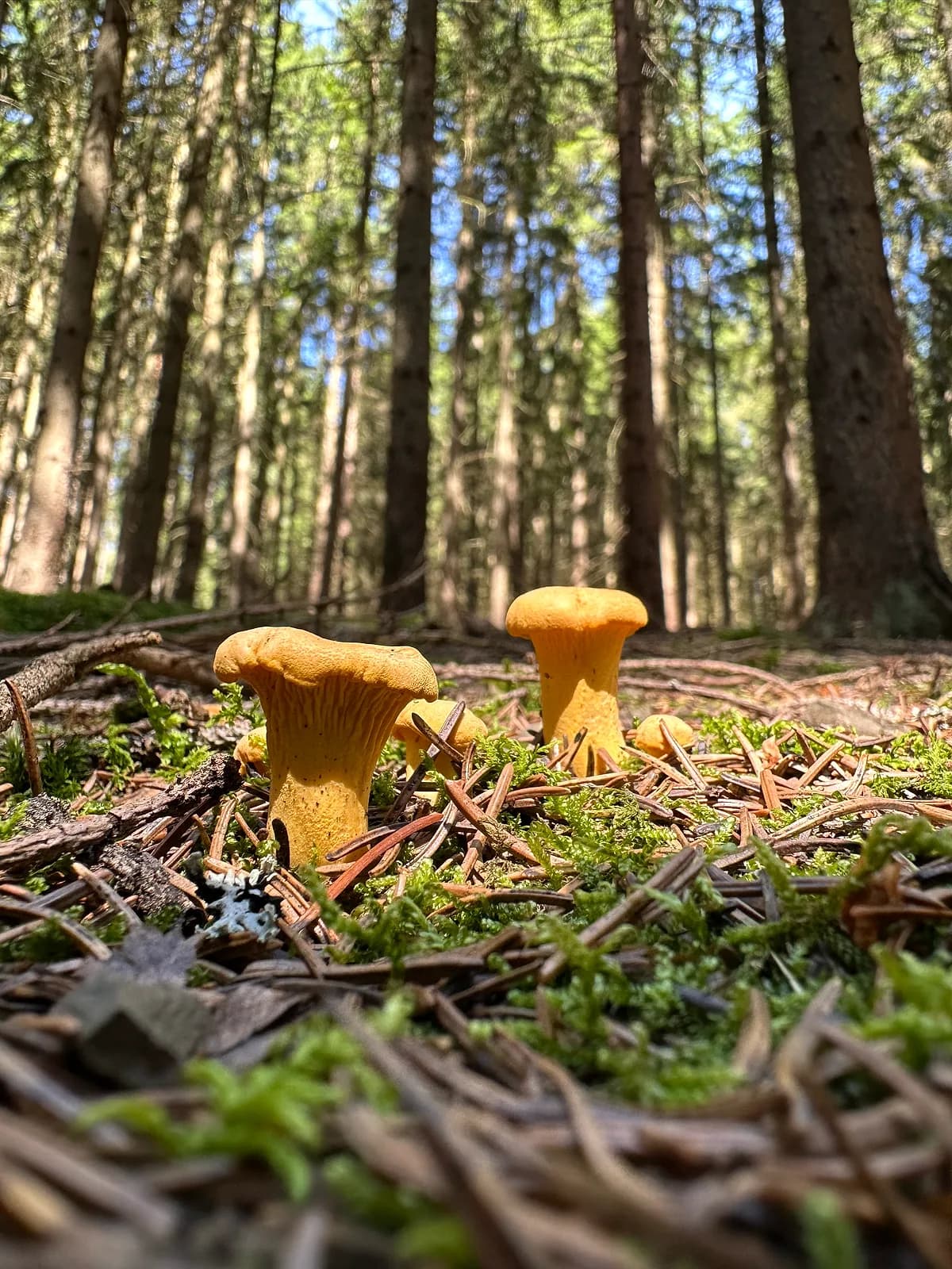 Liška obecná (Cantharellus cibarius)