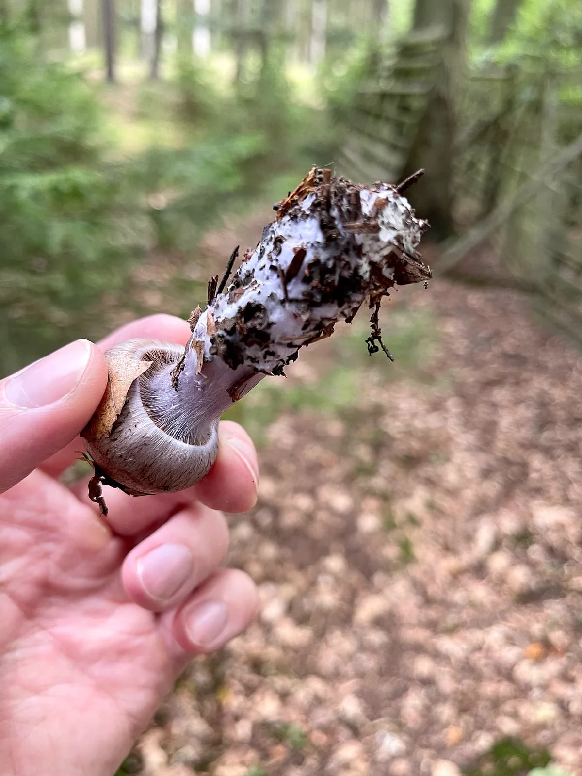 Pavučinec kozlí (Cortinarius traganus)