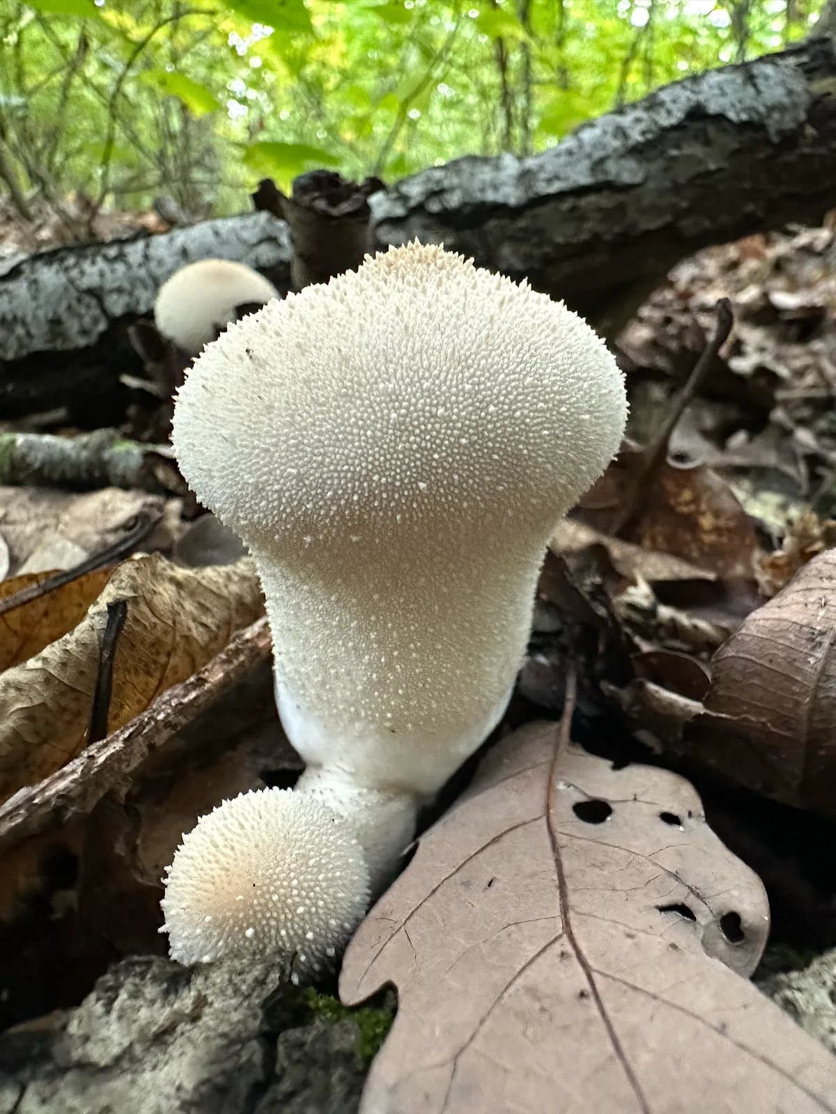 Pýchavka obecná (Lycoperdon perlatum)