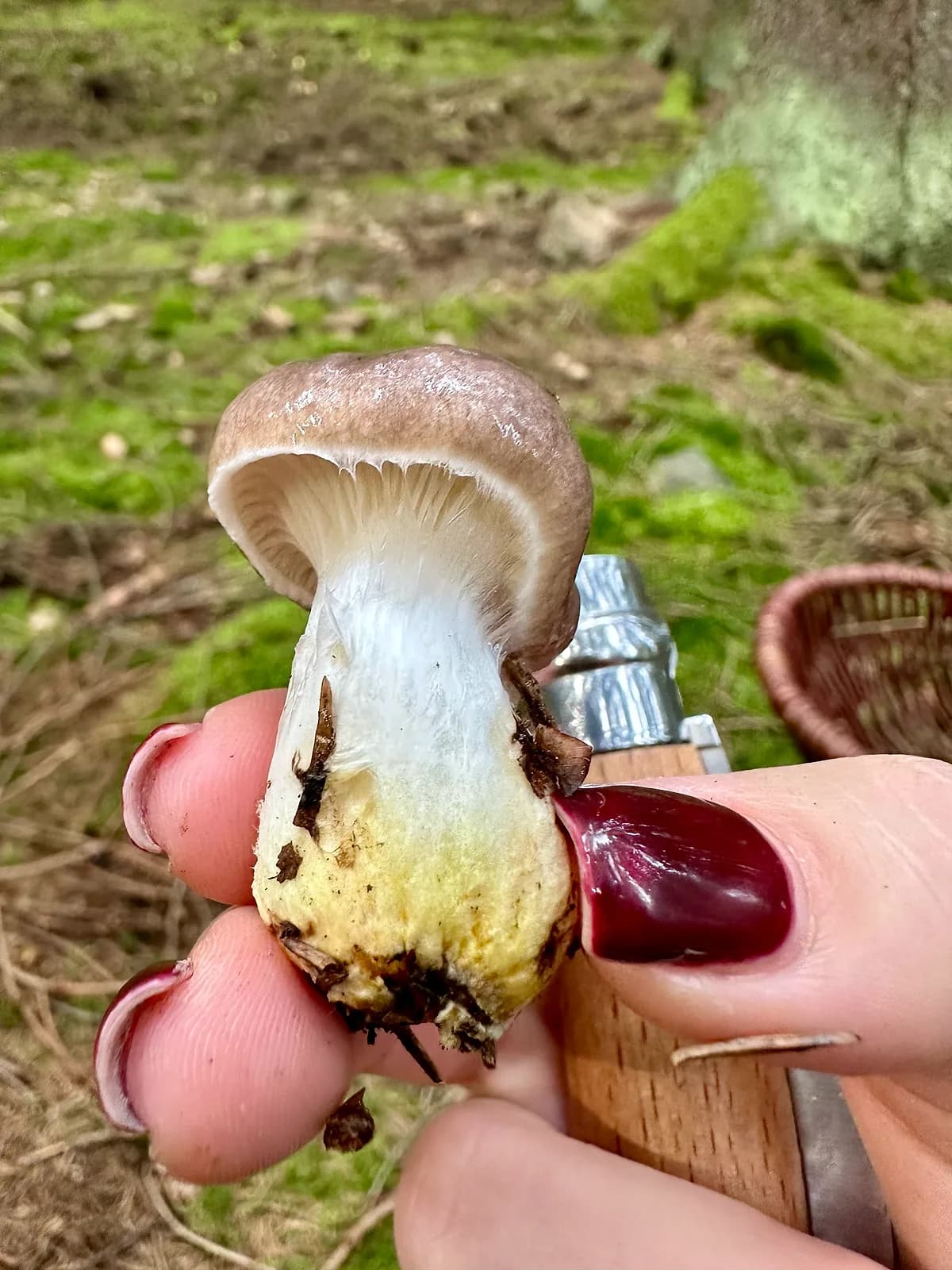 Slizák mazlavý (Gomphidius glutinosus)