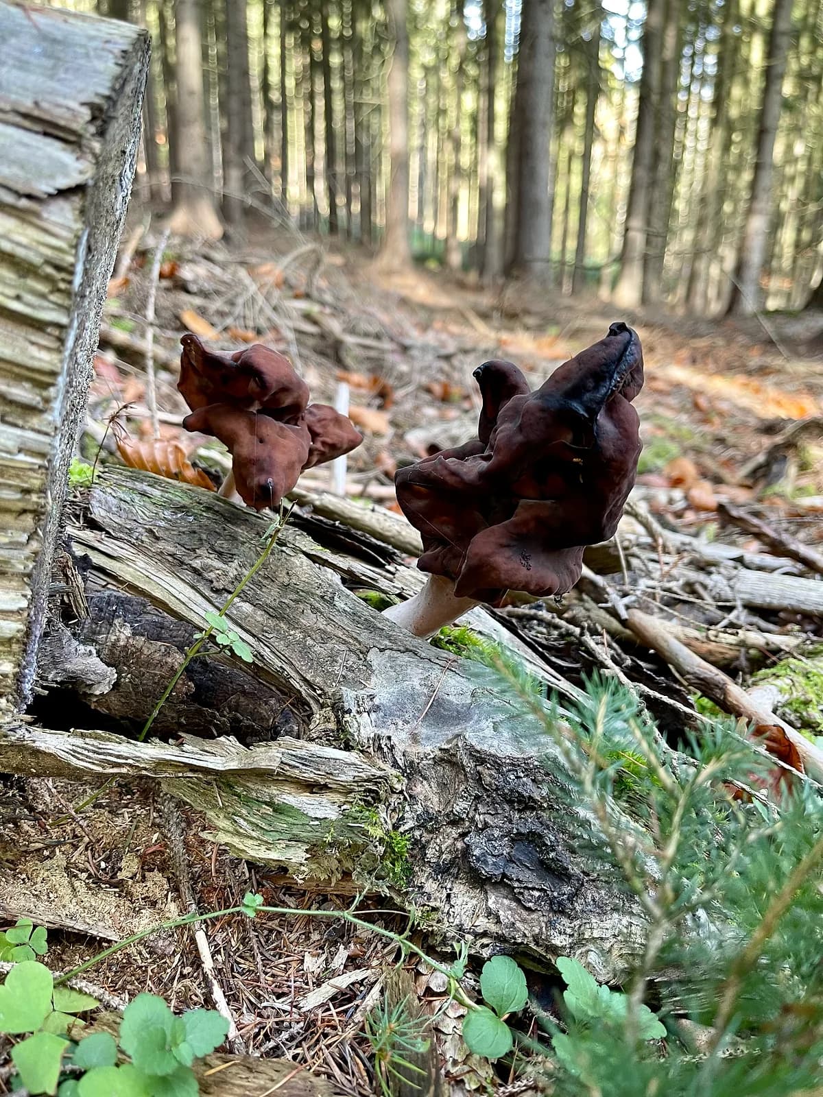 Ucháč čepcovitý (Gyromitra infula)
