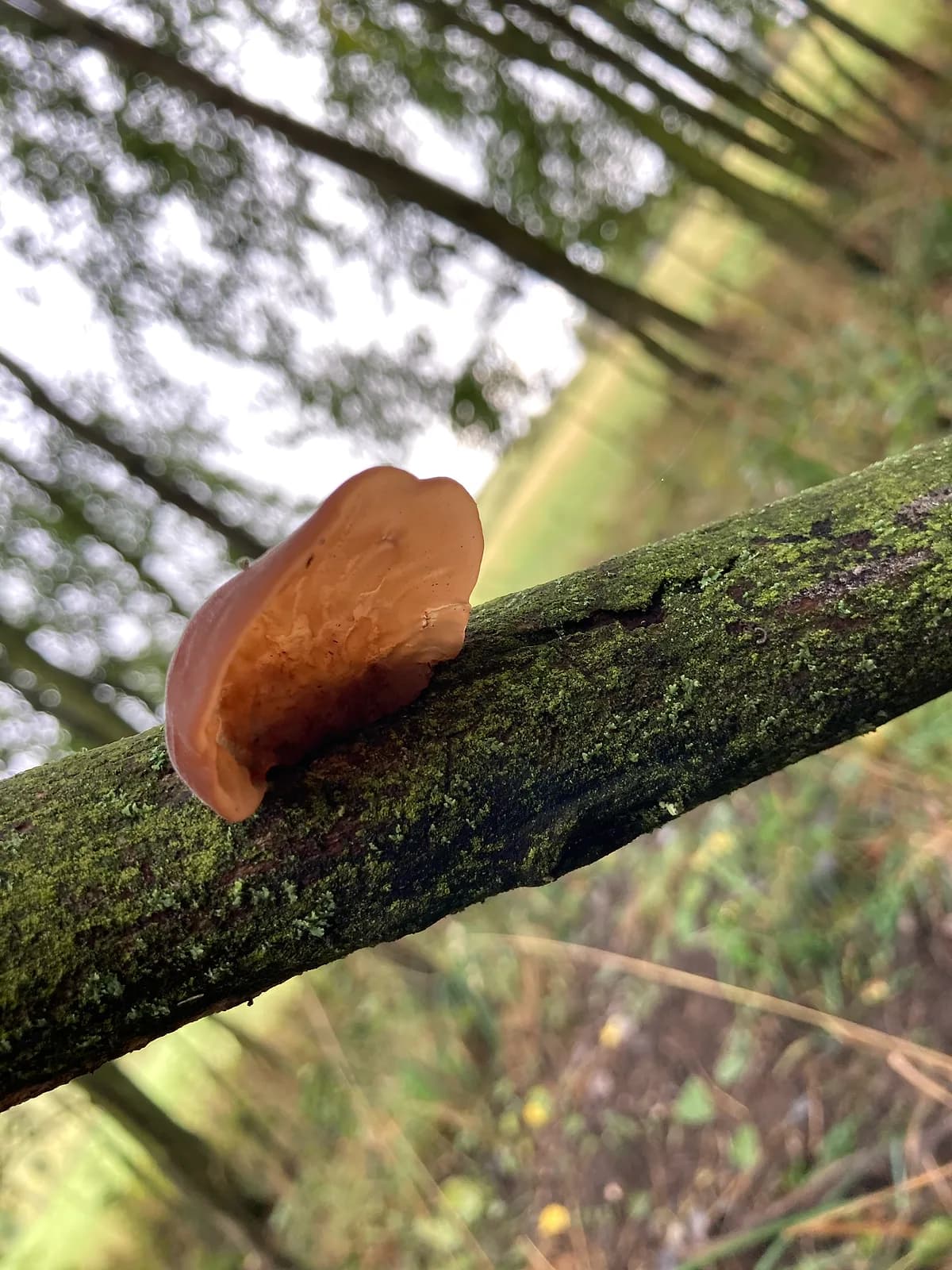 Ucho Jidášovo (Auricularia auricula-judae)