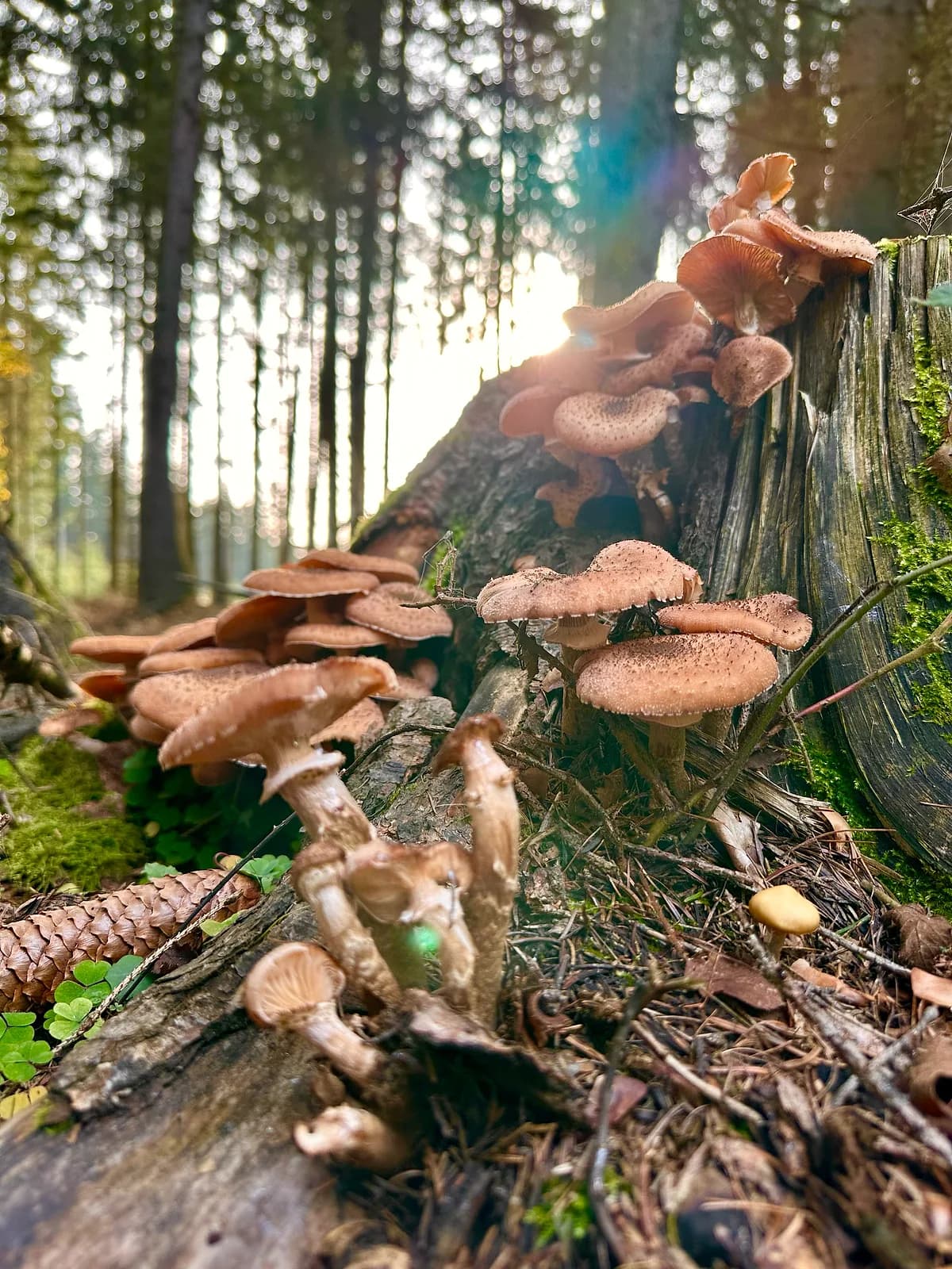 Václavka obecná — charakteristický detail