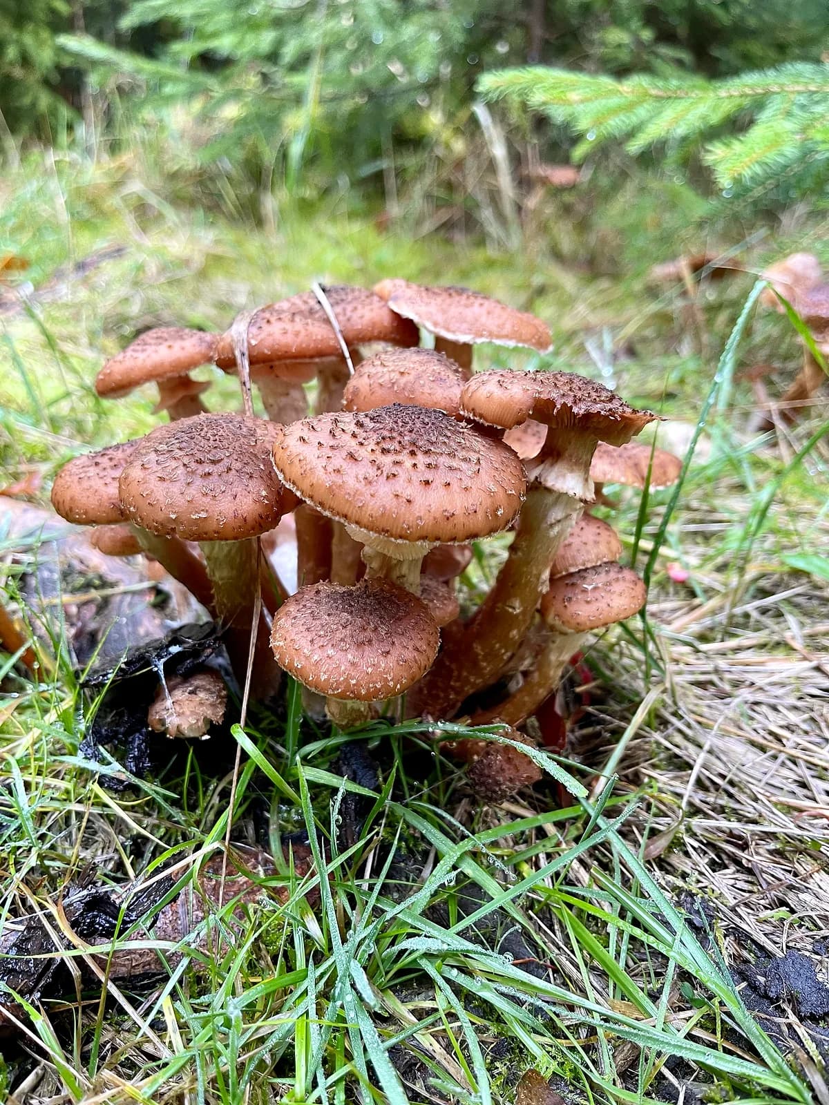 Václavka obecná (Armillaria mellea)