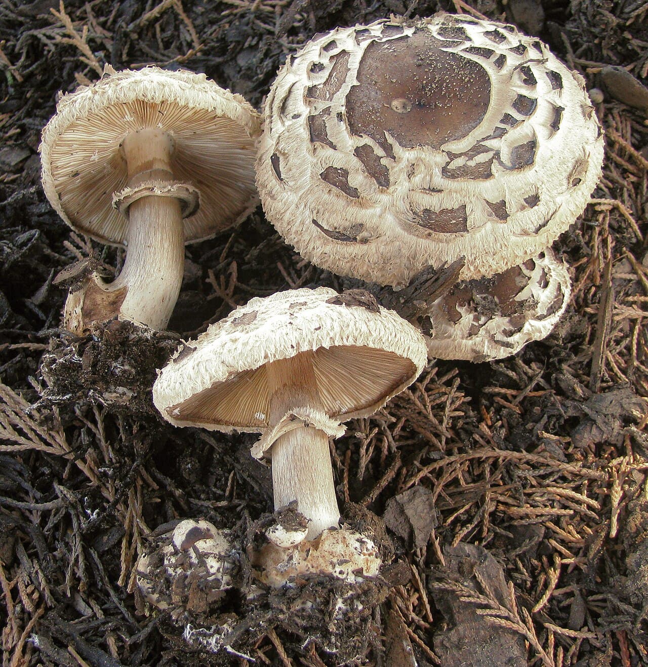 Bedla zahradní — charakteristický detail