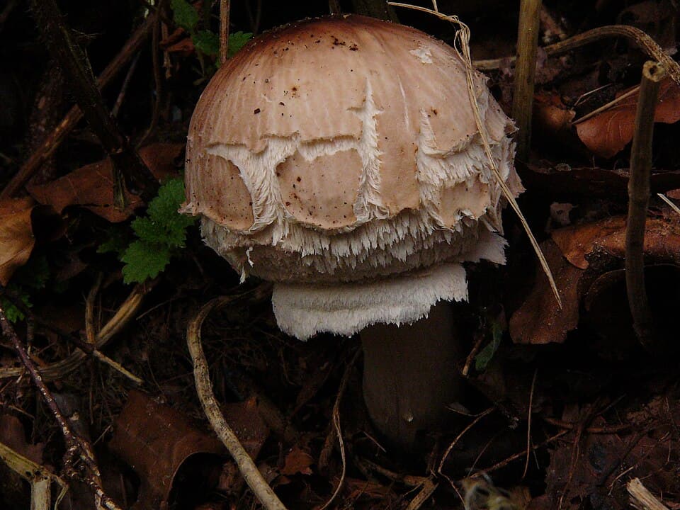 Bedla zahradní (Chlorophyllum brunneum)