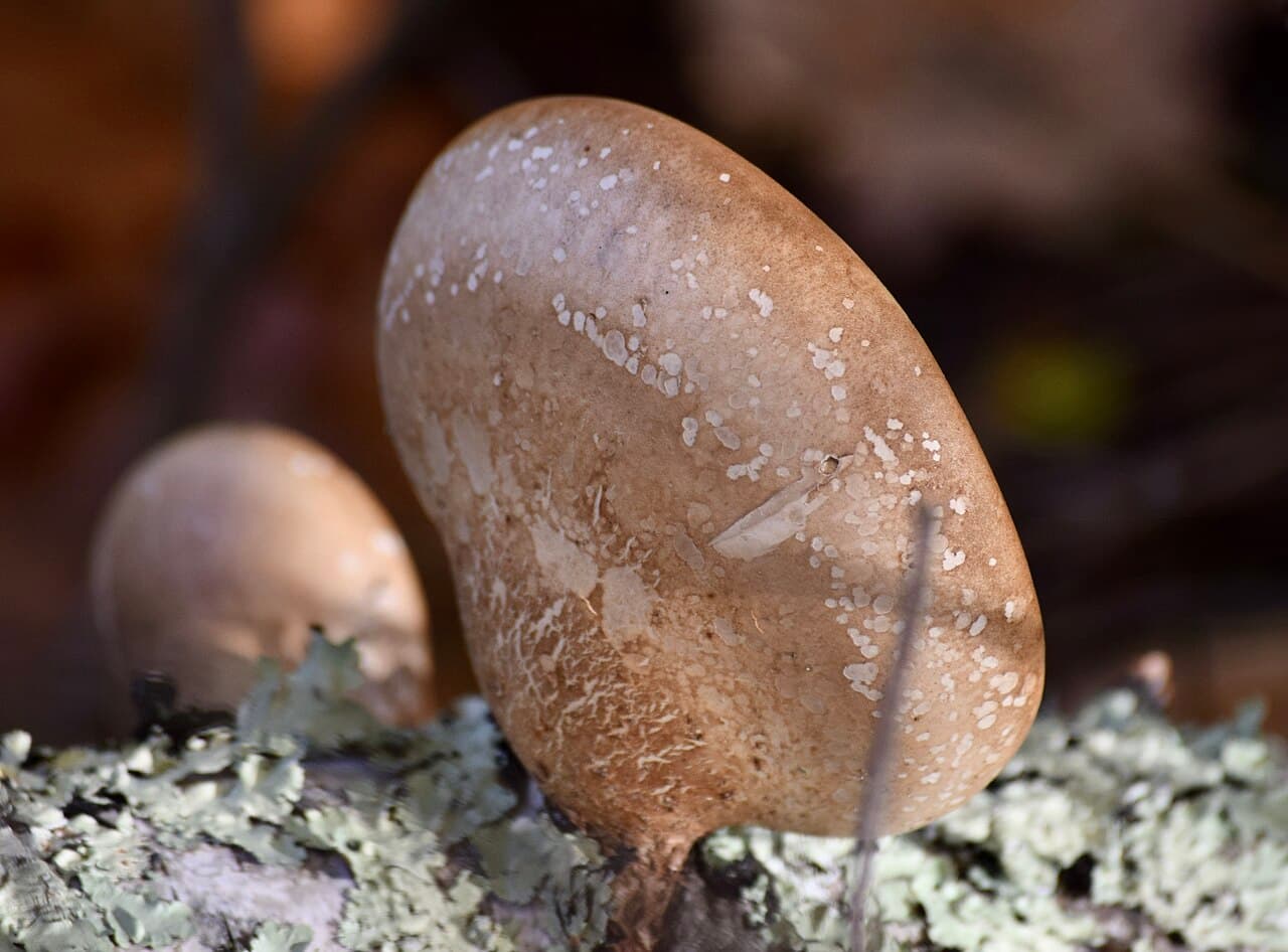 Březovník obecný — charakteristický detail