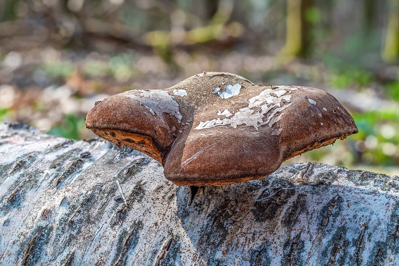 Březovník obecný (Fomitopsis betulina)