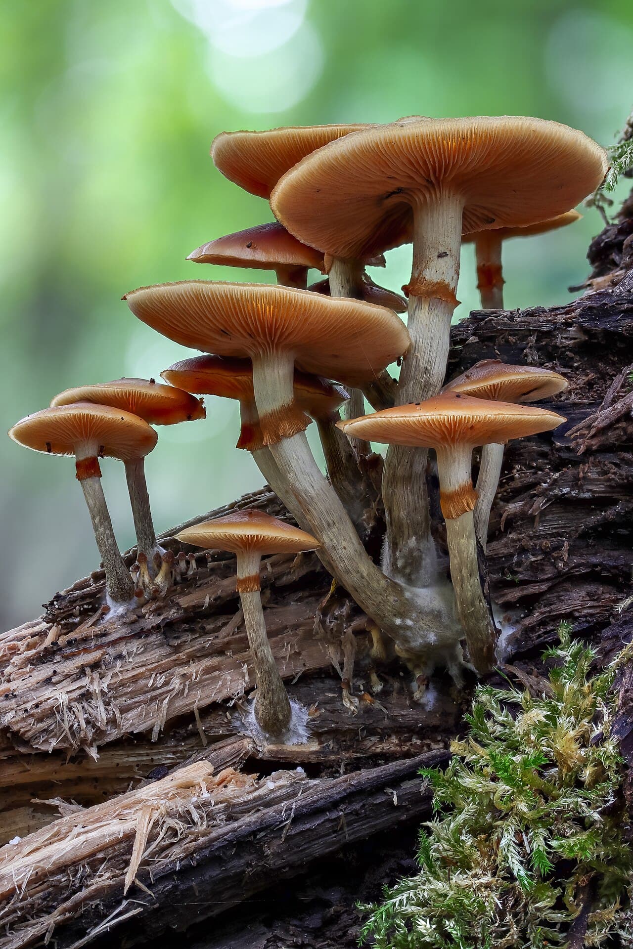 Čepičatka jehličnanová (Galerina marginata)