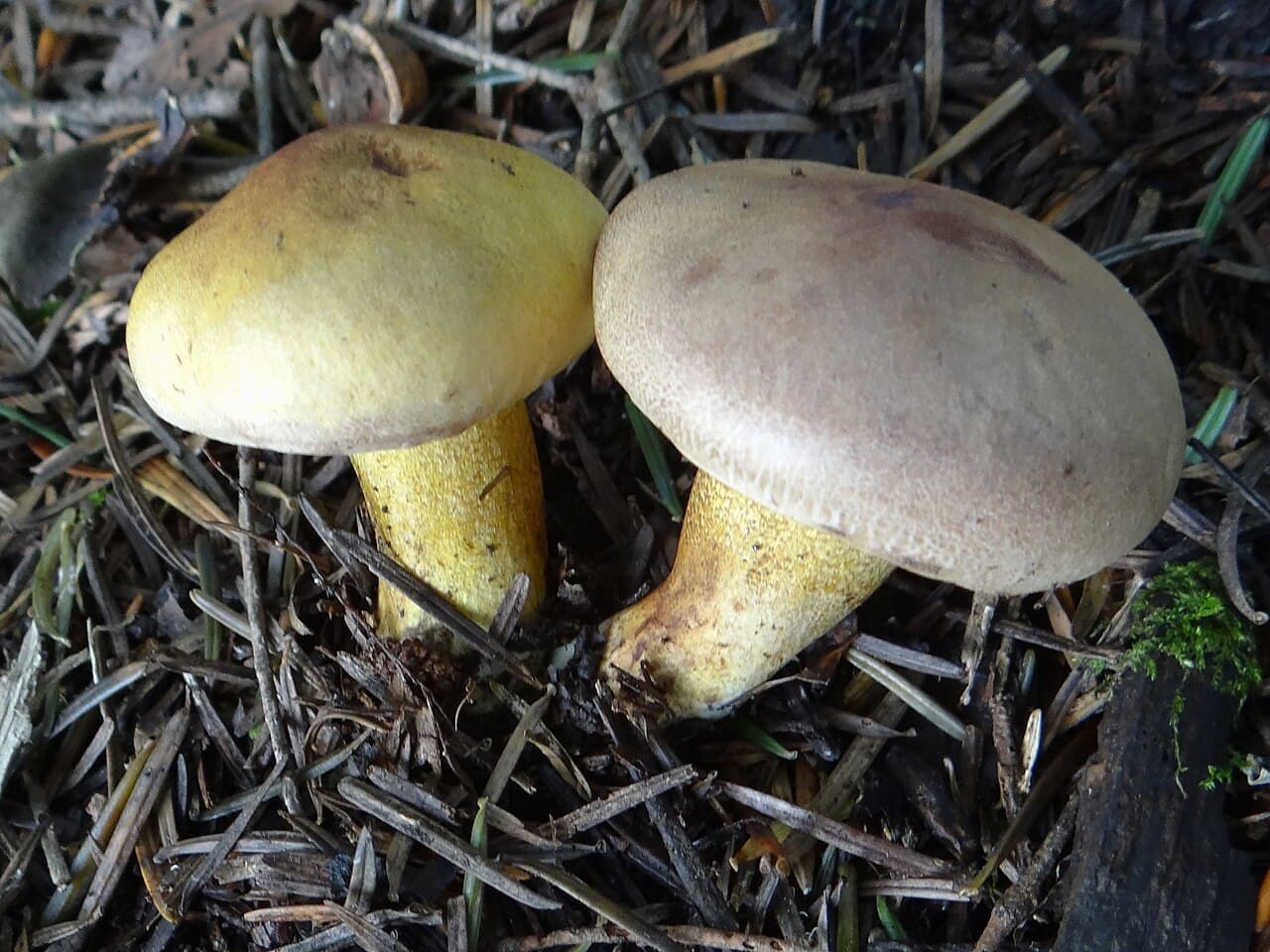 Čirůvka zelánka (Tricholoma equestre)