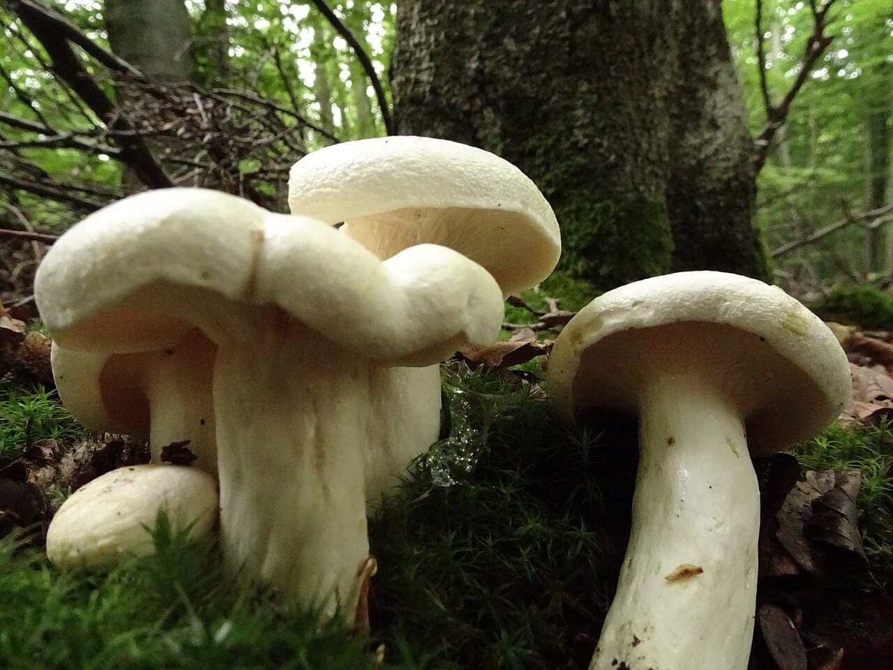 Čirůvka májovka — charakteristický detail