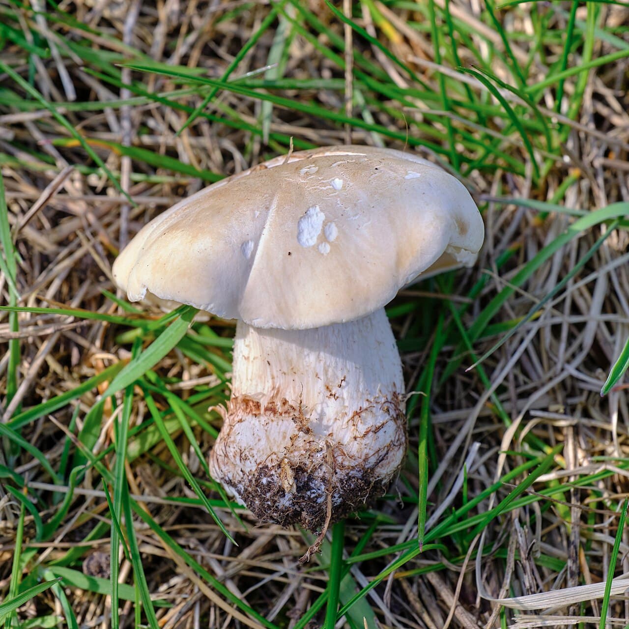 Čirůvka májovka (Calocybe gambosa)