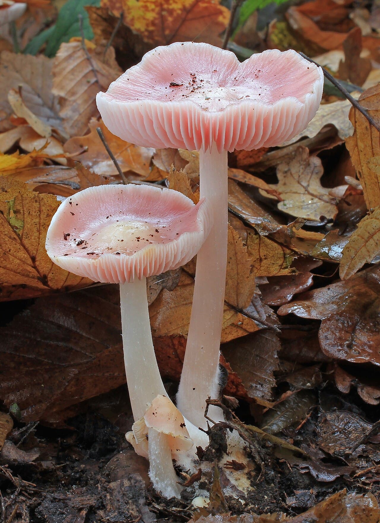 Helmovka narůžovělá — charakteristický detail