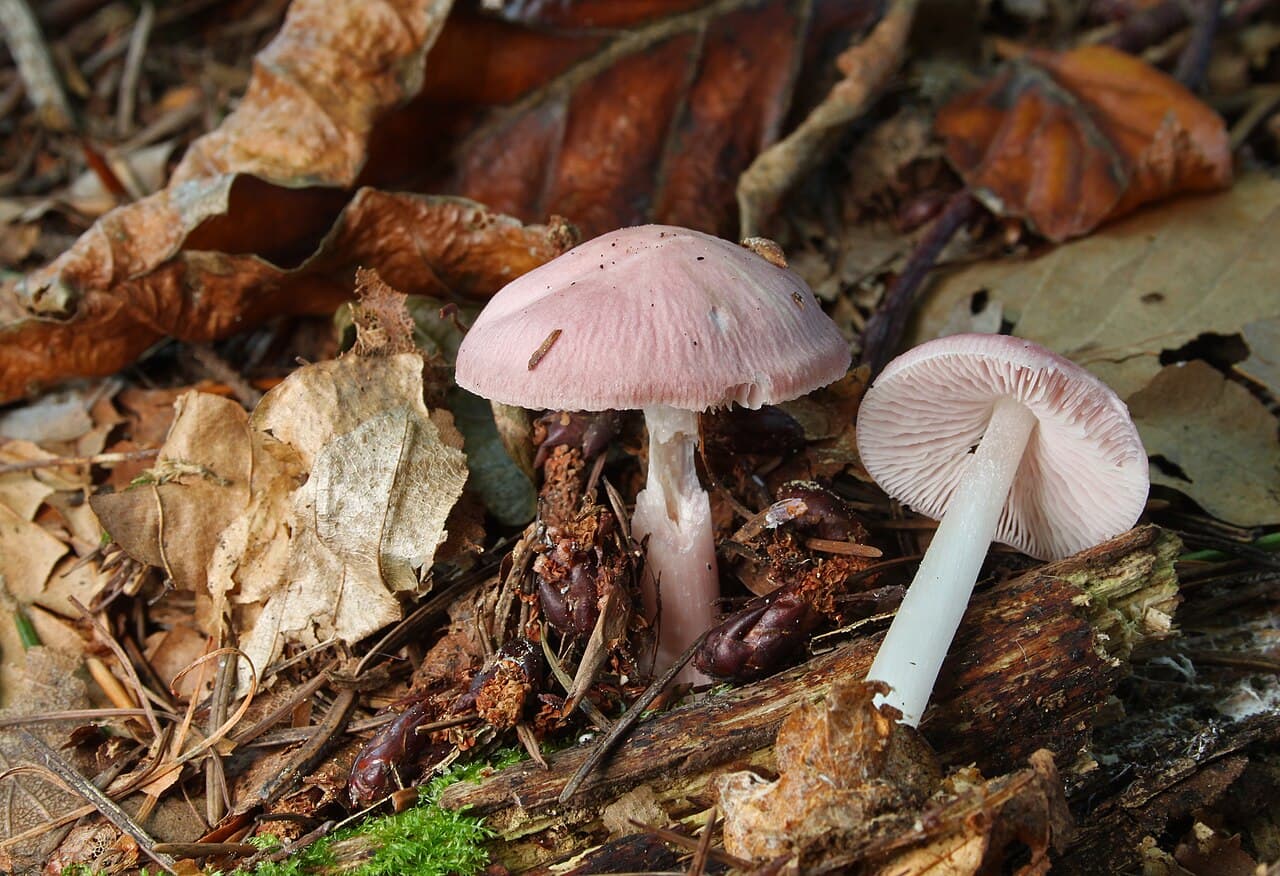 Helmovka narůžovělá (Mycena rosea)