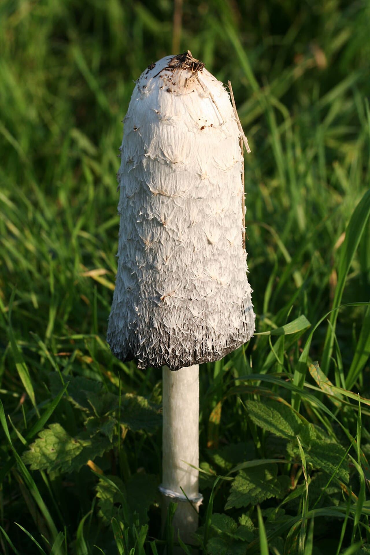 Hnojník obecný (Coprinus comatus)