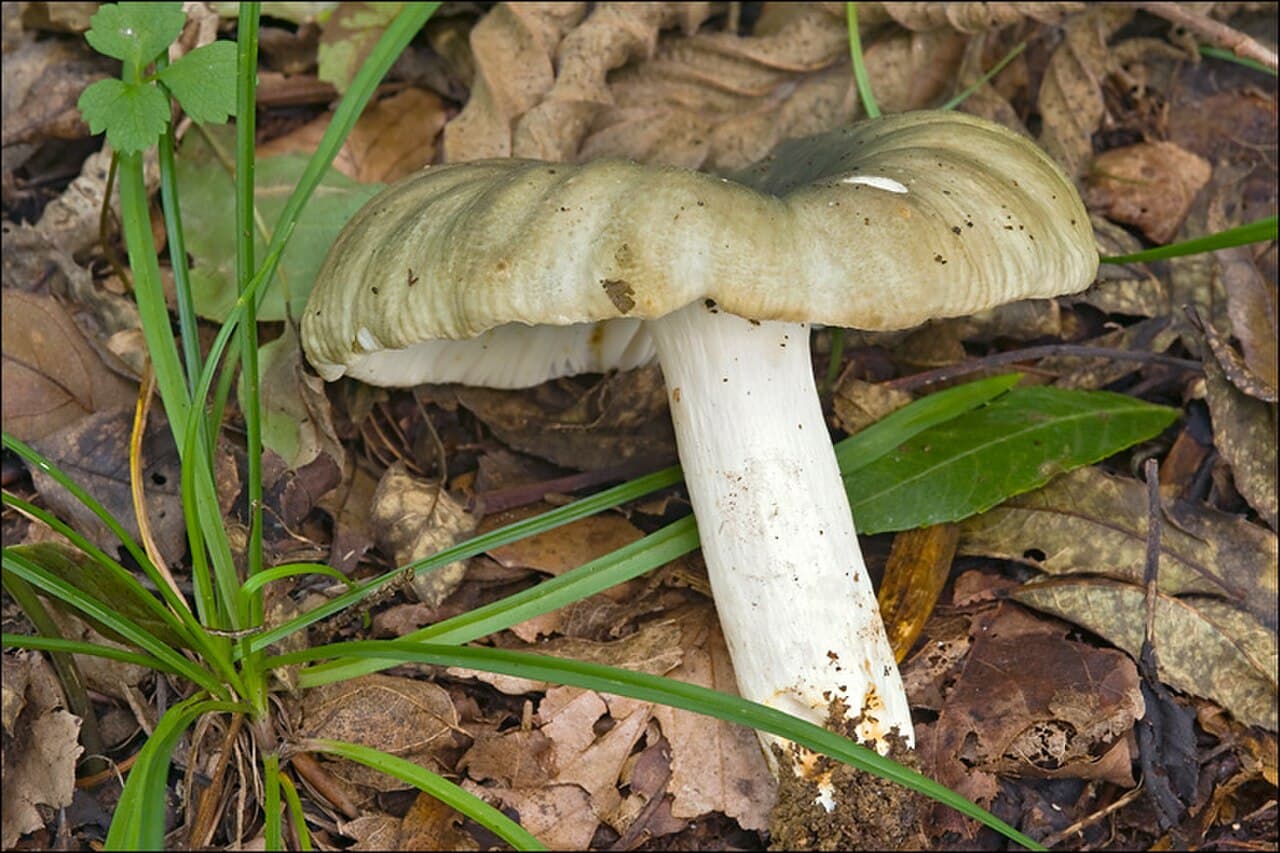 Holubinka bukovka — charakteristický detail