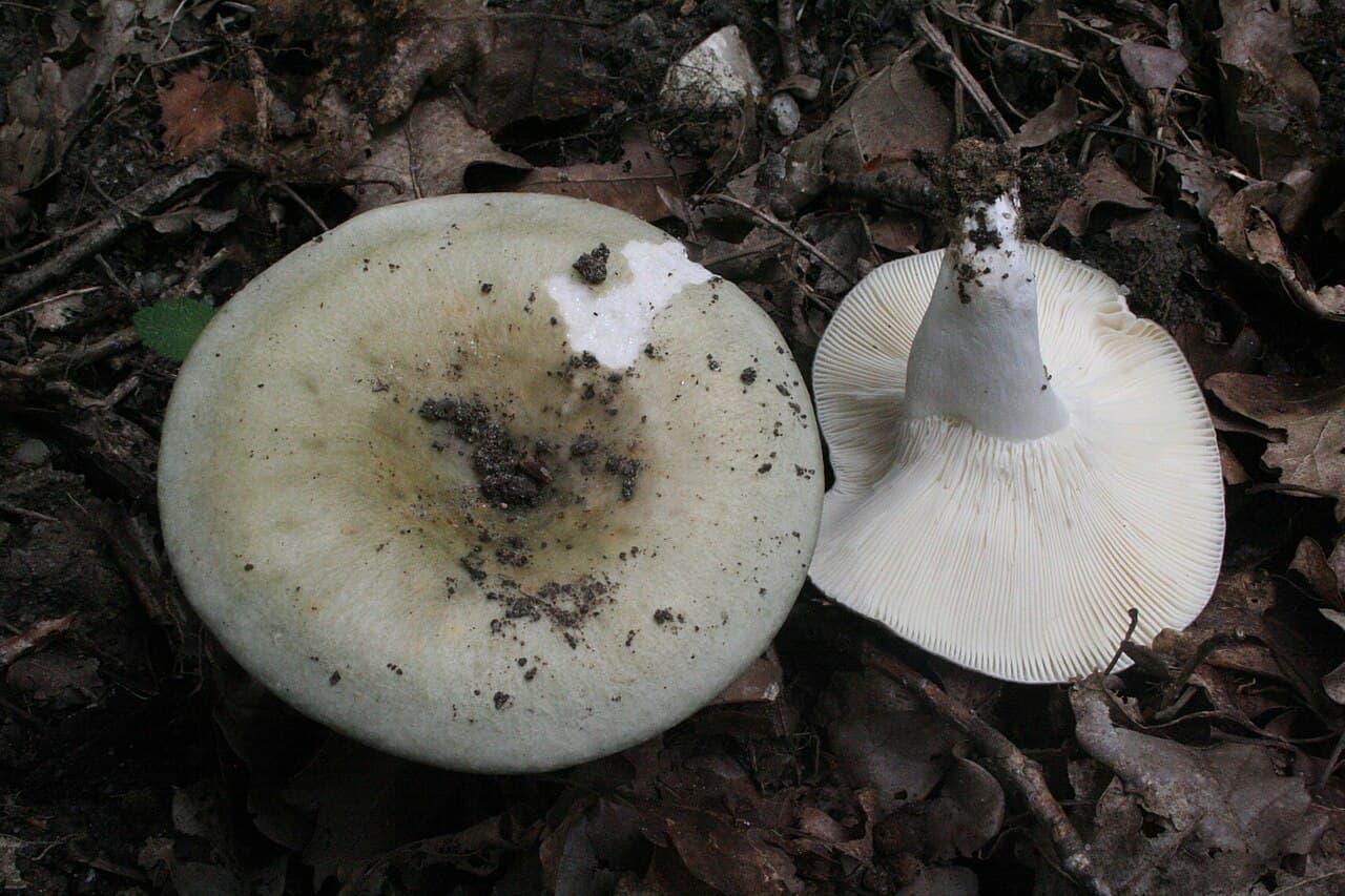 Holubinka bukovka (Russula heterophylla)