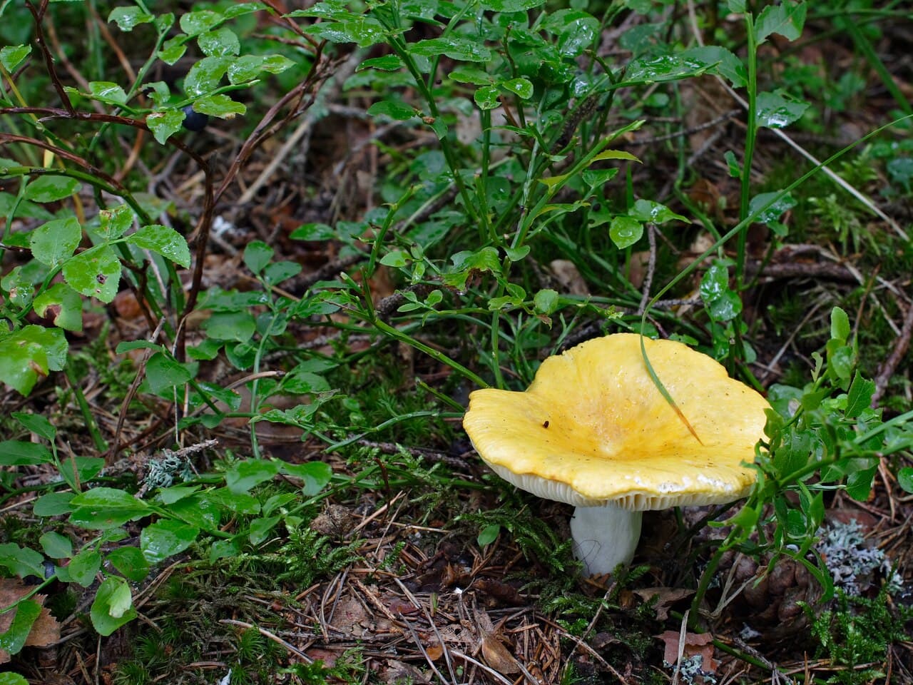 Holubinka chromová — charakteristický detail