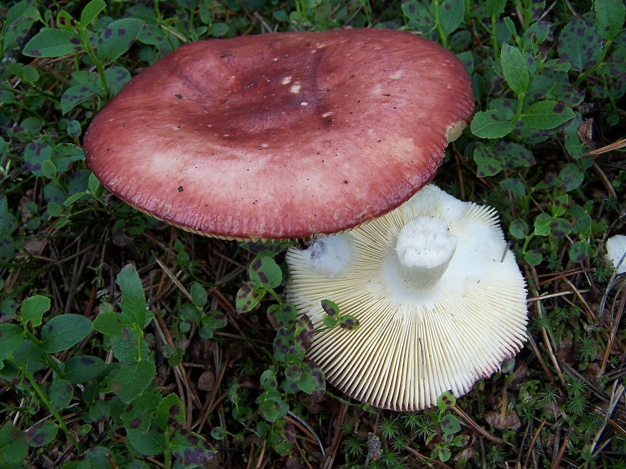 Holubinka jahodová — charakteristický detail