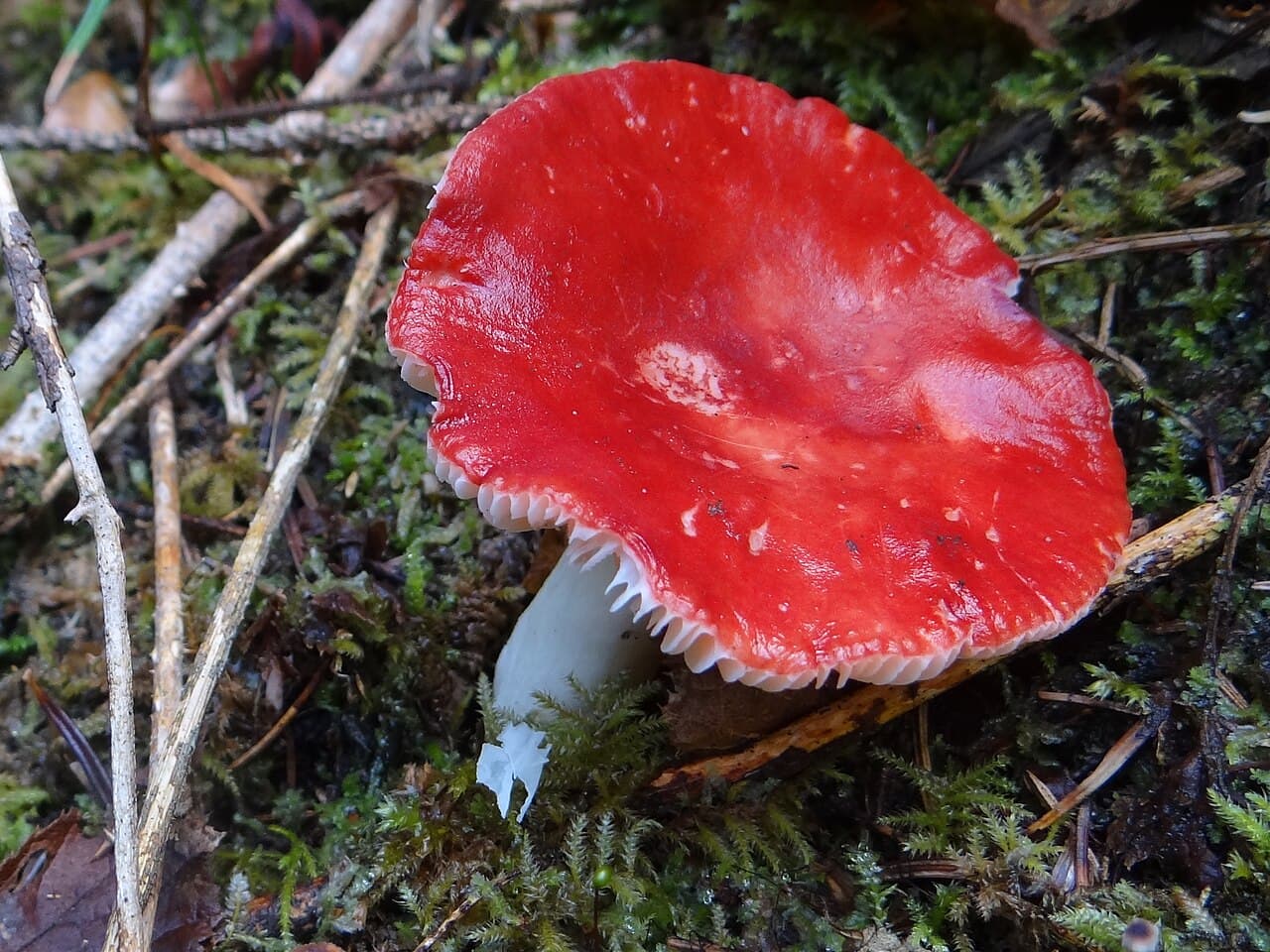 Holubinka jahodová (Russula paludosa)