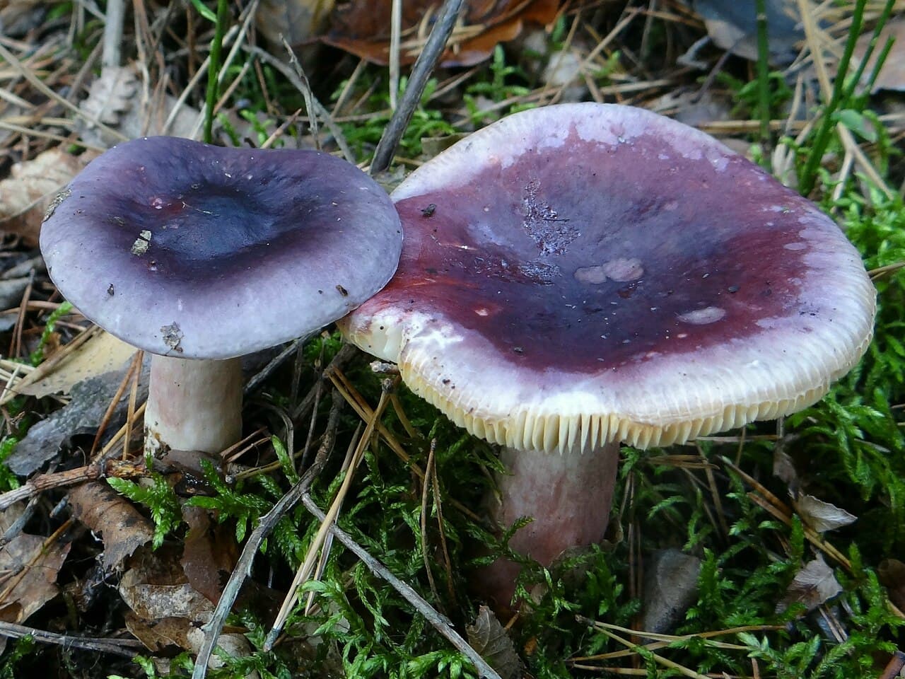 Holubinka jízlivá (Russula sardonia)
