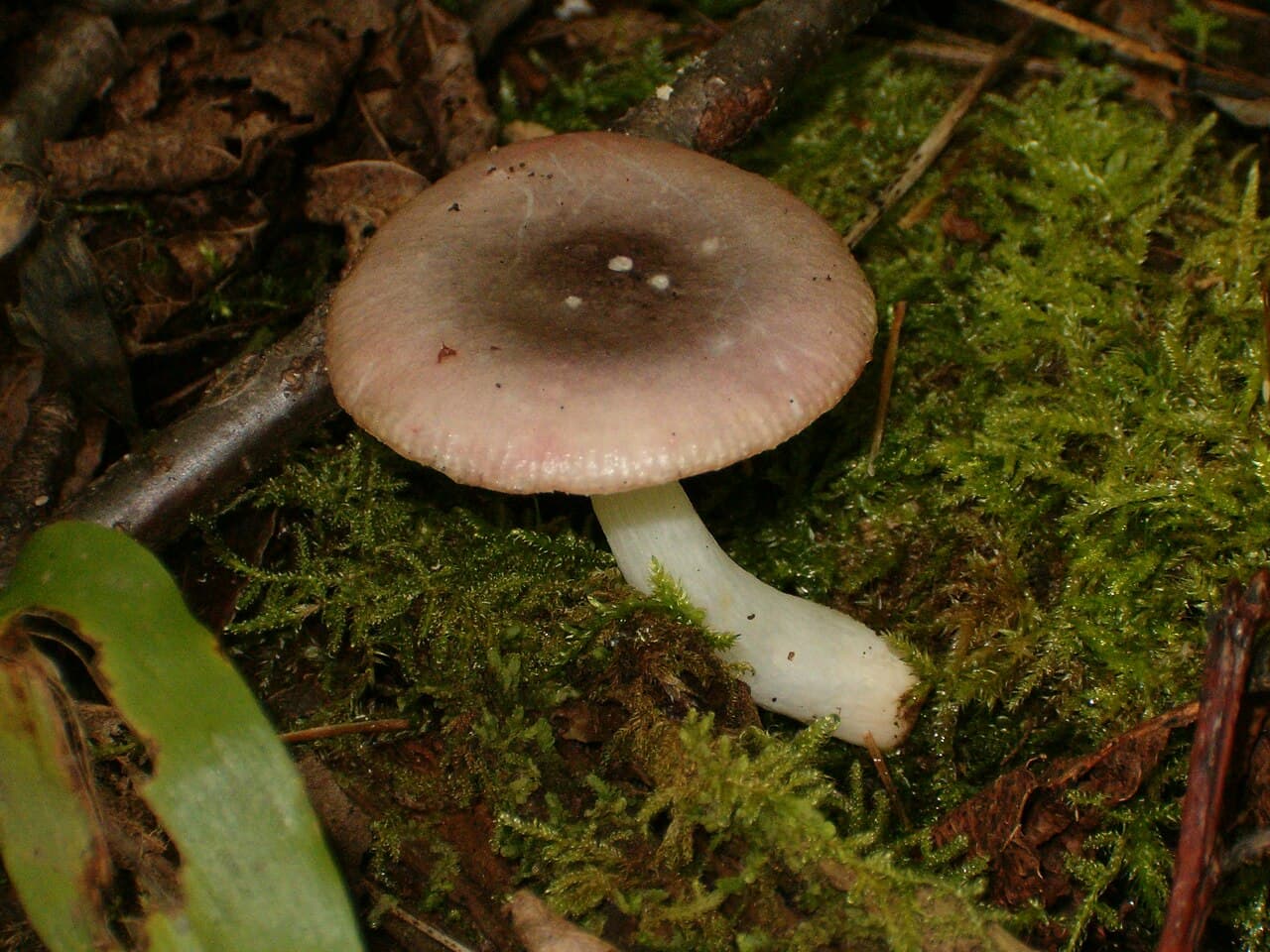 Holubinka křehká (Russula fragilis)