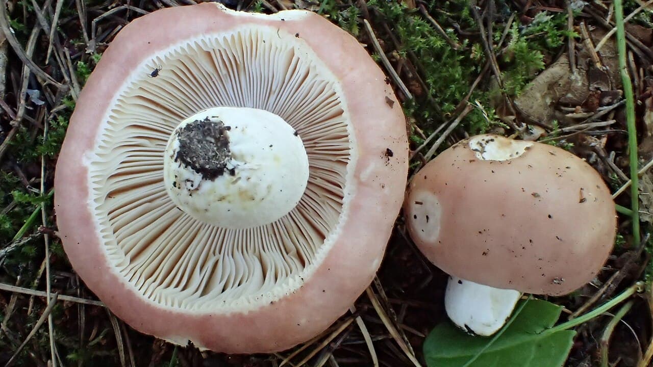 Holubinka mandlová — charakteristický detail