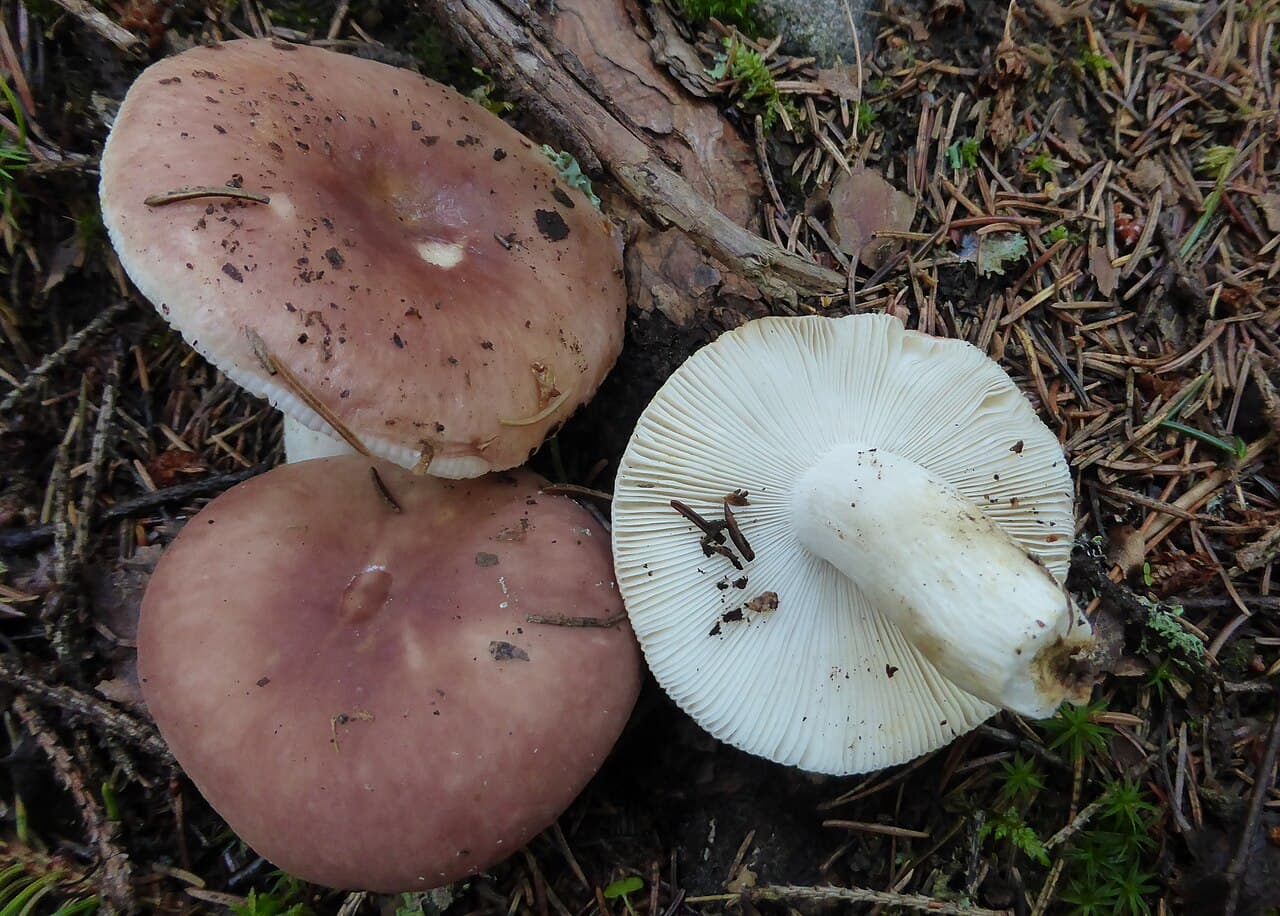 Holubinka mandlová (Russula vesca)