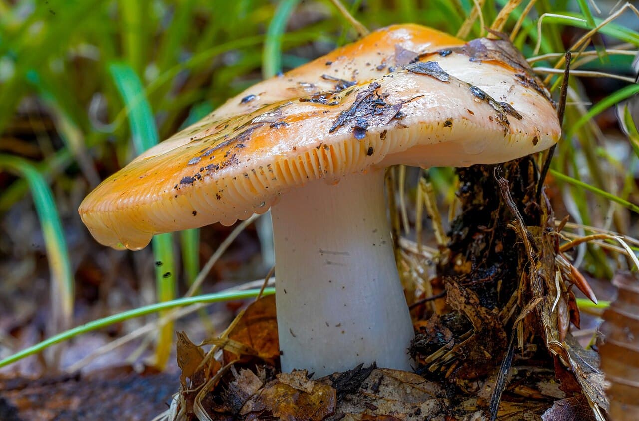 Holubinka medovonná (Russula melliolens)