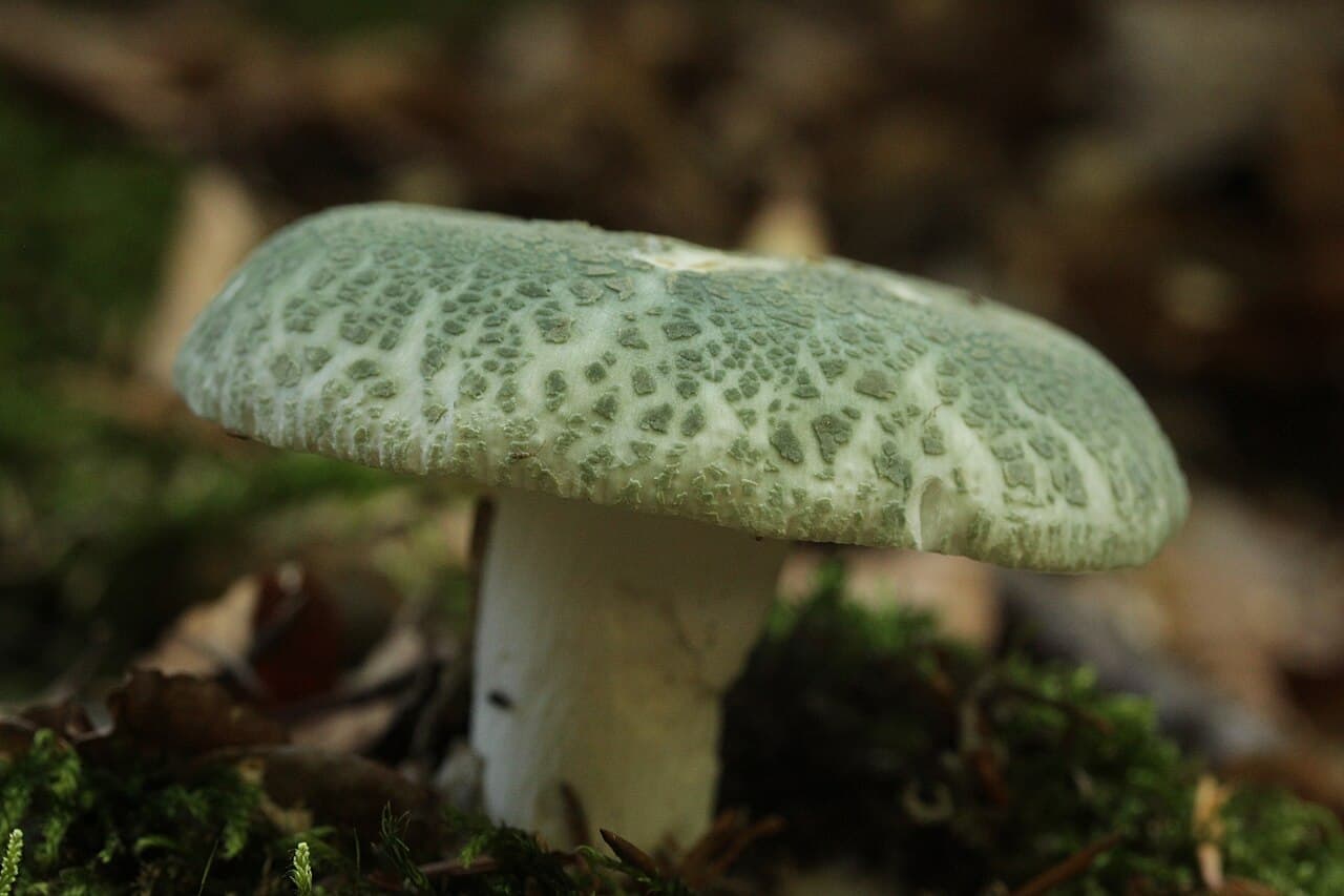 Holubinka nazelenalá (Russula virescens)