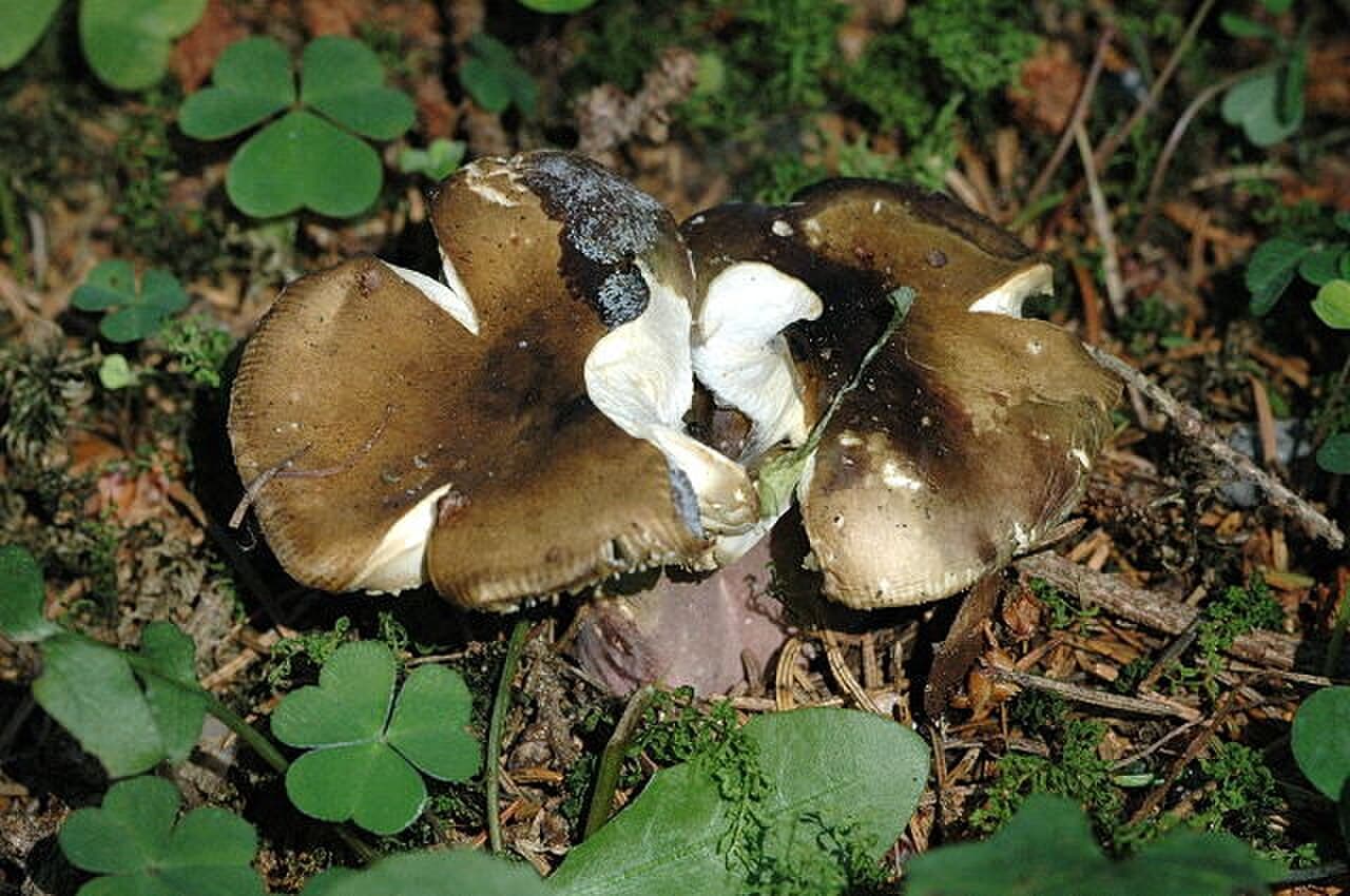 Holubinka olivová (Russula olivacea)