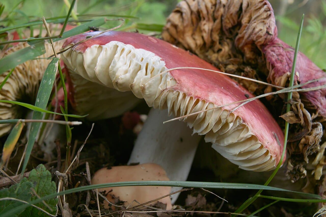 Holubinka ruměná, charakteristický detail