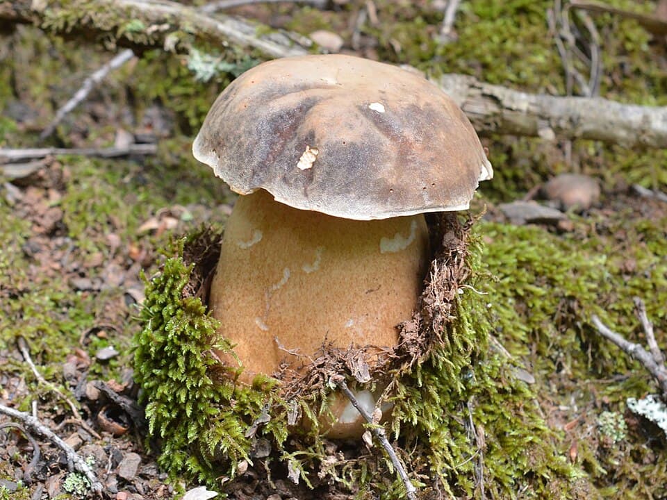 Hřib bronzový (Boletus aereus)