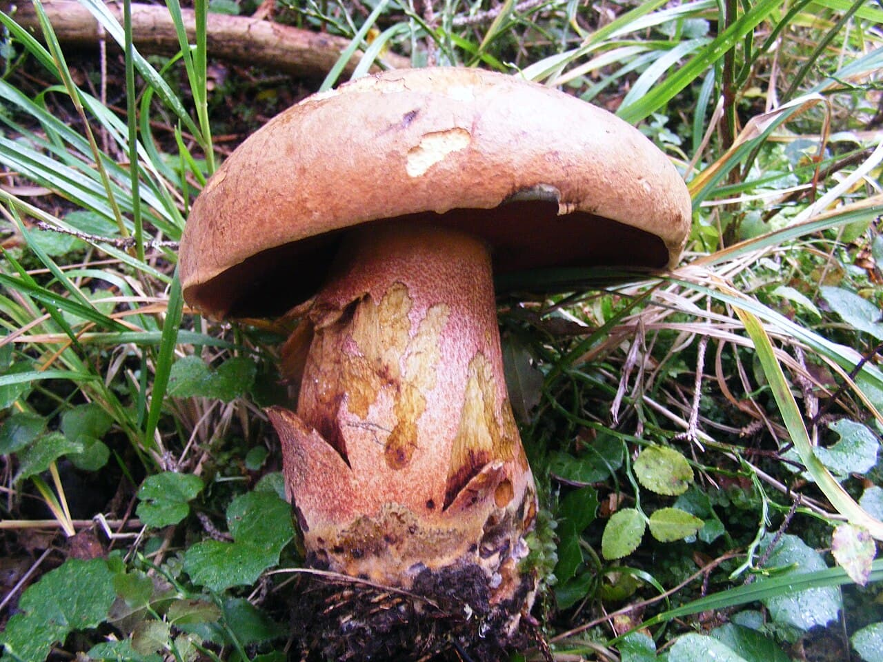Hřib koloděj (Suillellus luridus)