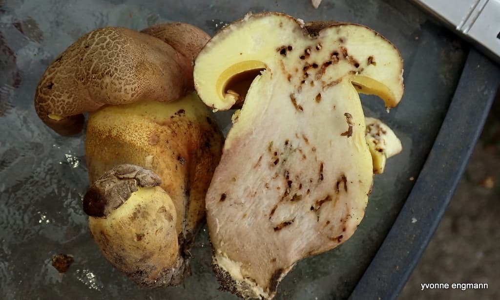 Hřib přívěskatý — charakteristický detail