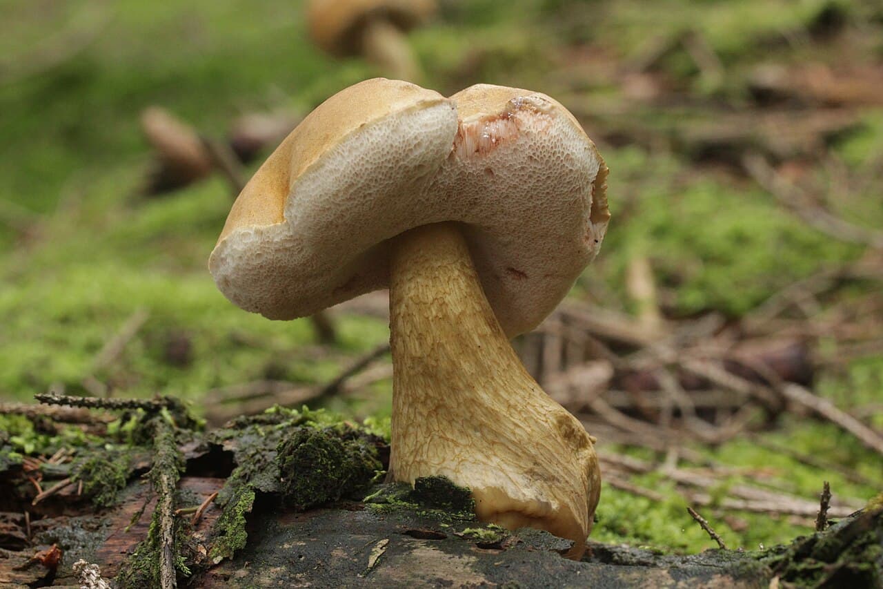 Hřib žlučník (Tylopilus felleus)